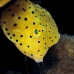 boxfish_yellow_juvenile_kbraerpr3_v_0205_sul7053.jpg
